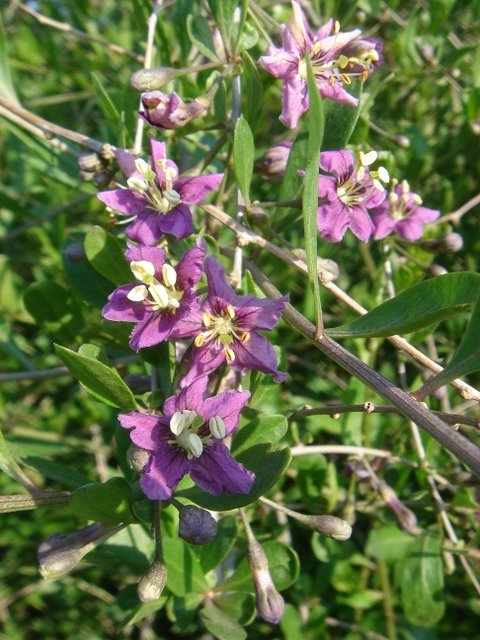 Lycium halimifolium